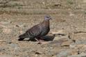 Speckled Pigeon-0107.jpg